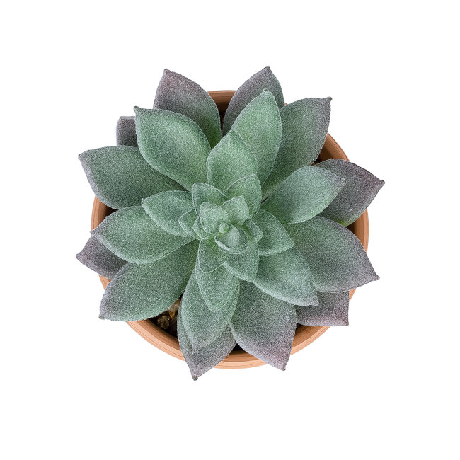 Artificial Garden SUCCULENT SEDEVERIA POTTED PLANT 21041 Διακοσμητικό Φυτό Σεδεβέρια  Φ11x Υ14cm