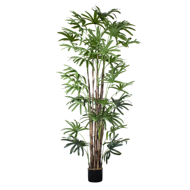 Artificial Garden BROADLEAF LADY PALM TREE 20384 Τεχνητό Διακοσμητικό Φυτό Πλατύφυλλος Φοίνικας Μπαμπού Υ300cm Artificial Garden BROADLEAF LADY PALM TREE 20384 Τεχνητό Διακοσμητικό Φυτό Πλατύφυλλος Φοίνικας Μπαμπού Υ300cm