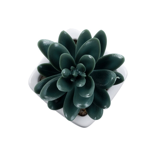 Artificial Garden SUCCULENT SEDEVERIA 20977 Διακοσμητικό Φυτό Παχύφυτο Σεντεβέρια Υ9cm Artificial Garden SUCCULENT SEDEVERIA 20977 Διακοσμητικό Φυτό Παχύφυτο Σεντεβέρια Υ9cm