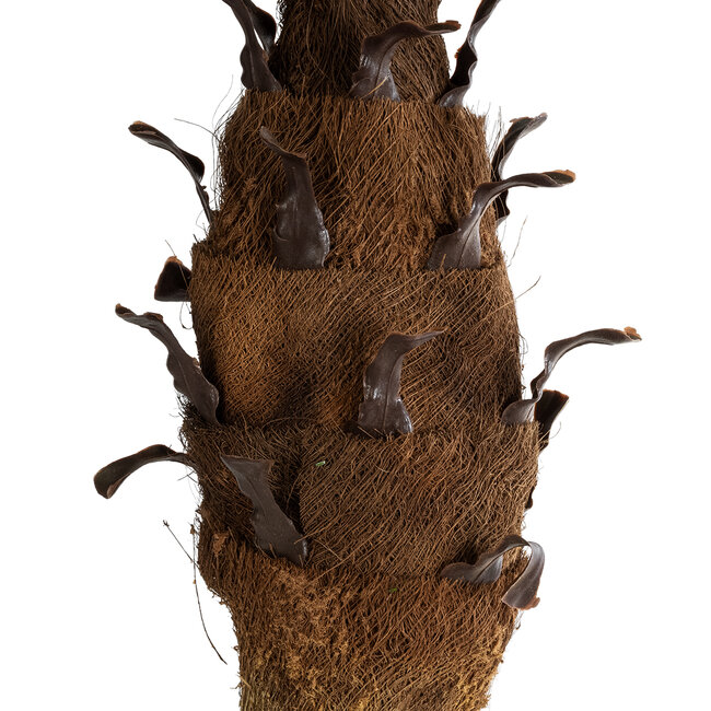 Artificial Garden PHOENIX PALM TREE 20968 Τεχνητό Διακοσμητικό Φυτό Φοίνικας Φ150 x Υ180cm - 4