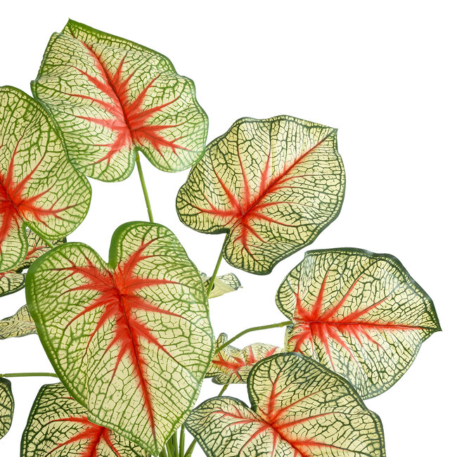 Artificial Garden CALADIUM 20932 Διακοσμητικό Φυτό Καλάντιουμ Υ55cm