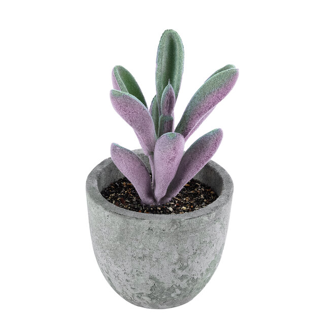 Artificial Garden SUCCULENT CRASULLA 21031 Διακοσμητικό Φυτό Παχύφυτο Κράσουλα Υ11cm Artificial Garden SUCCULENT CRASULLA 21031 Διακοσμητικό Φυτό Παχύφυτο Κράσουλα Υ11cm