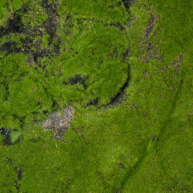 Artificial Garden BRYOPHYTA 20148 Τεχνητό Διακοσμητικό Πάνελ Φυλλωσιάς - Κάθετος Κήπος Βρύα Μ100 x Π100 x Υ4cm - 6