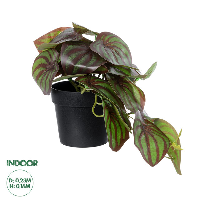 Artificial Garden BROWN PEPEROMIA PLANT 20952 Διακοσμητικό Φυτό Καφέ Πεπερόμια Φ23 x Υ16cm Artificial Garden BROWN PEPEROMIA PLANT 20952 Διακοσμητικό Φυτό Καφέ Πεπερόμια Φ23 x Υ16cm