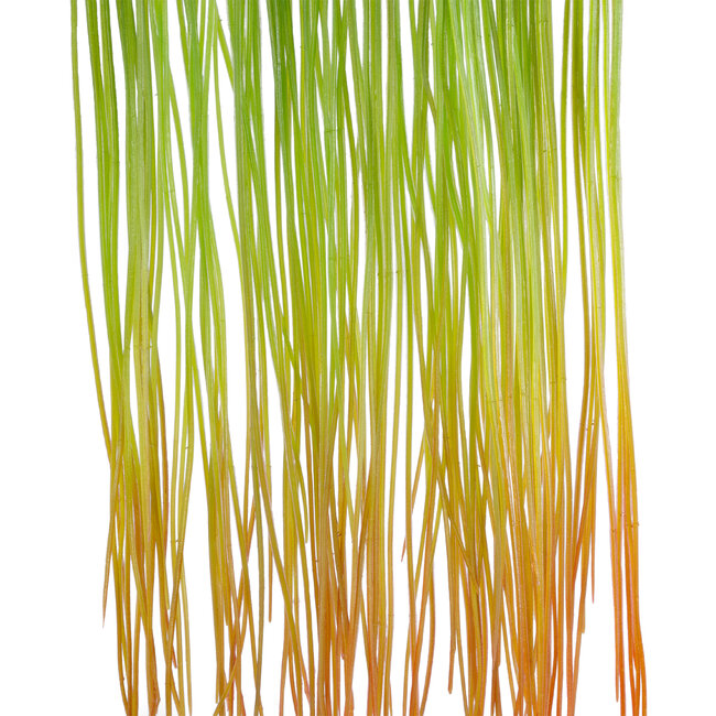 Artificial Garden HANGING GRASS 20815 Τεχνητό Διακοσμητικό Κρεμαστό Φυτό Grass Μ18 x Π4 x Υ81cm Artificial Garden HANGING GRASS 20815 Τεχνητό Διακοσμητικό Κρεμαστό Φυτό Grass Μ18 x Π4 x Υ81cm