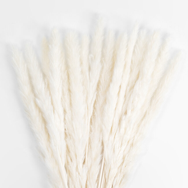 Artificial Garden REAL DRIED BEIGE PAMPAS GRASS BUNCH 21116 Αποξηραμένο Διακοσμητικό Μπουκέτο Pampas Μπέζ Y50cm