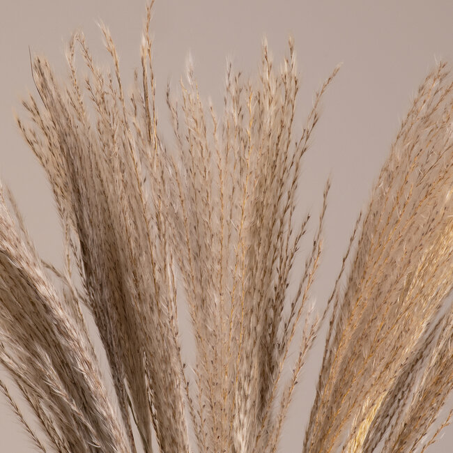 MISCANTHUS 36535 Αποξηραμένο Φυτό Μίσχανθος - Μπουκέτο Διακοσμητικών Κλαδιών Μπεζ Υ60cm