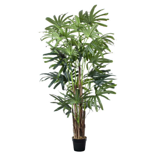 Artificial Garden BROADLEAF LADY PALM TREE 20385 Τεχνητό Διακοσμητικό Φυτό Πλατύφυλλος Φοίνικας Μπαμπού Υ200cm
