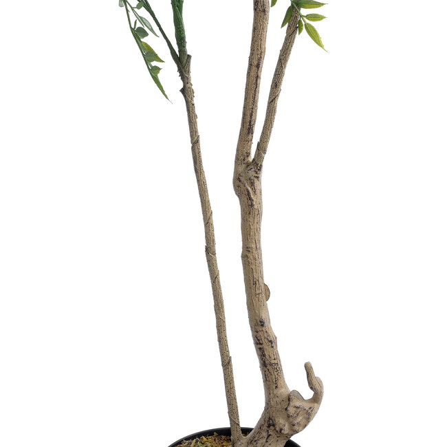 Artificial Garden GREEN NANDINA PLANT 20965 Διακοσμητικό Φυτό Πράσινη Ναντίνα Φ66 x Υ150cm - 4