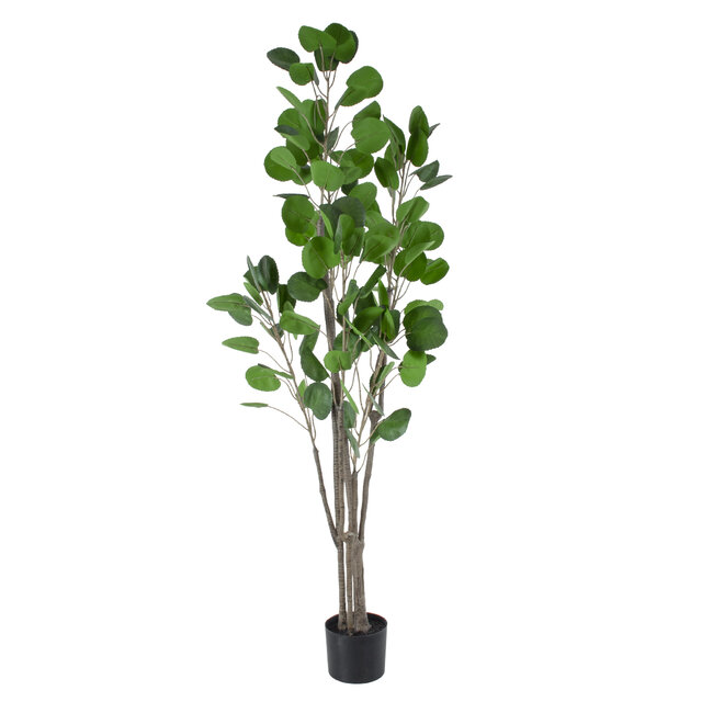 Artificial Garden POLYSCIAS BALFOURIANA TREE 20375 Τεχνητό Διακοσμητικό Φυτό Πολυσκιά Υ180cm Artificial Garden POLYSCIAS BALFOURIANA TREE 20375 Τεχνητό Διακοσμητικό Φυτό Πολυσκιά Υ180cm