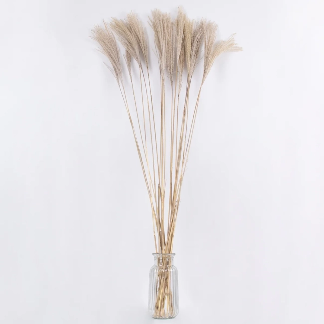 MISCANTHUS 36538 Αποξηραμένο Φυτό Μίσχανθος - Μπουκέτο Διακοσμητικών Κλαδιών Μπεζ Υ120cm - Σετ 10 τμχ - 3
