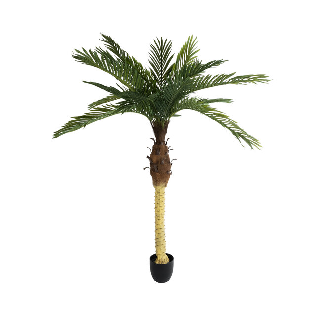 Artificial Garden PHOENIX PALM TREE 20968 Τεχνητό Διακοσμητικό Φυτό Φοίνικας Φ150 x Υ180cm - 2