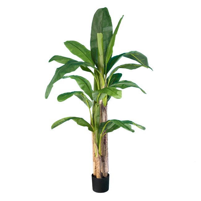 Artificial Garden BANANA TREE 20017 Τεχνητό Διακοσμητικό Φυτό Μπανανιά - Μπανανόδεντρο Υ180cm Artificial Garden BANANA TREE 20017 Τεχνητό Διακοσμητικό Φυτό Μπανανιά - Μπανανόδεντρο Υ180cm