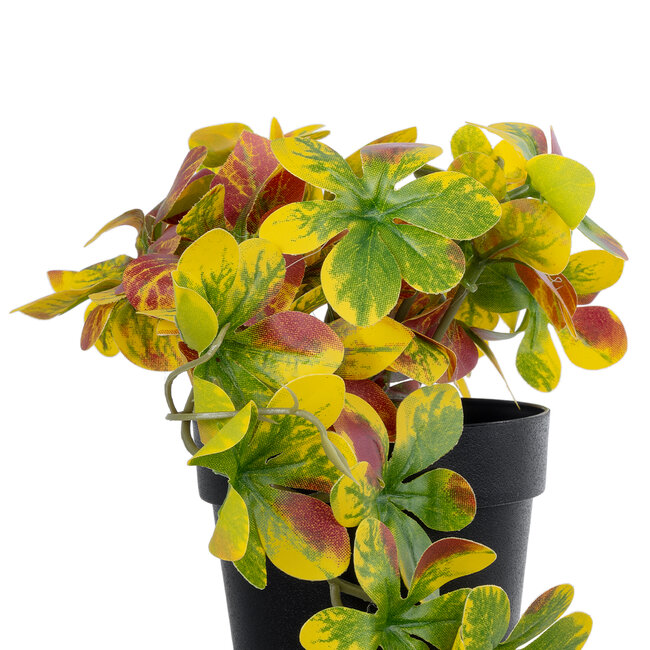 Artificial Garden SCHEFFLERA MIX PLANT 20956 Διακοσμητικό Φυτό Σεφλέρα Φ20 x Υ18cm Artificial Garden SCHEFFLERA MIX PLANT 20956 Διακοσμητικό Φυτό Σεφλέρα Φ20 x Υ18cm
