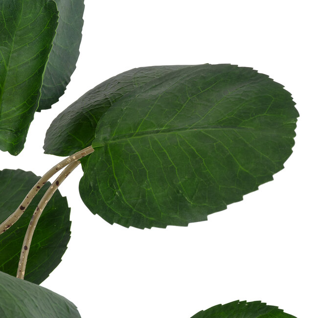 Artificial Garden POLYSCIAS BALFOURIANA TREE 20373 Τεχνητό Διακοσμητικό Φυτό Πολυσκιά Υ70cm Artificial Garden POLYSCIAS BALFOURIANA TREE 20373 Τεχνητό Διακοσμητικό Φυτό Πολυσκιά Υ70cm