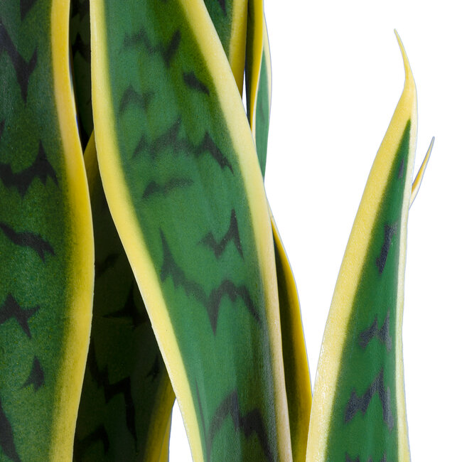 Artificial Garden BLOODLEAF DRACAENA TRIFASCIATA 20060 Τεχνητό Διακοσμητικό Φυτό Αιματόφυλλη Σανσεβιέρια Υ70cm - 3