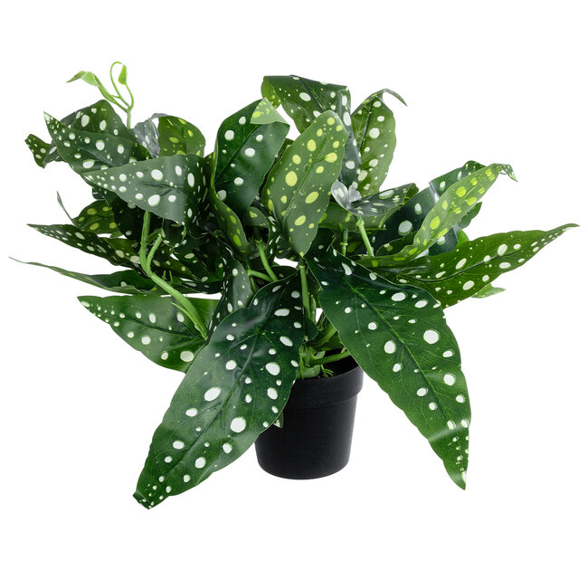 Artificial Garden BEGONIA POLKA DOT PLANT 20959 Διακοσμητικό Φυτό Βιγόνια Φ50 x Υ22cm Artificial Garden BEGONIA POLKA DOT PLANT 20959 Διακοσμητικό Φυτό Βιγόνια Φ50 x Υ22cm