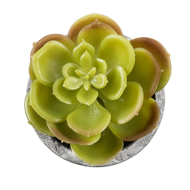 Artificial Garden SUCCULENT SEDEVERIA 21021 Διακοσμητικό Φυτό Παχύφυτο Σεντεβέρια Υ8.5cm Artificial Garden SUCCULENT SEDEVERIA 21021 Διακοσμητικό Φυτό Παχύφυτο Σεντεβέρια Υ8.5cm