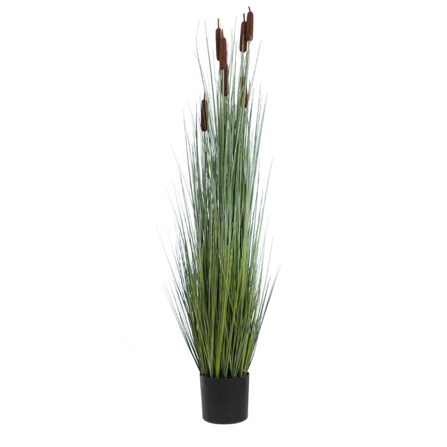 Artificial Garden TYPHA ANGUSTIFOLIA GRASS 20113 Τεχνητό Διακοσμητικό Φυτό Γρασίδι της Τύφας Υ150cm Artificial Garden TYPHA ANGUSTIFOLIA GRASS 20113 Τεχνητό Διακοσμητικό Φυτό Γρασίδι της Τύφας Υ150cm