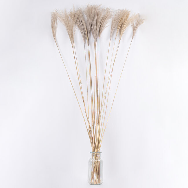 MISCANTHUS 36539 Αποξηραμένο Φυτό Μίσχανθος - Μπουκέτο Διακοσμητικών Κλαδιών Μπεζ Υ140cm - 3