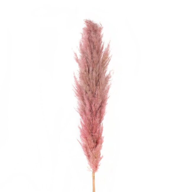 Artificial Garden PAMPAS GRASS 21218 Αποξηραμένο Διακοσμητικό Γρασίδι Πάμπας Μ10 x Π10 x Υ150cm