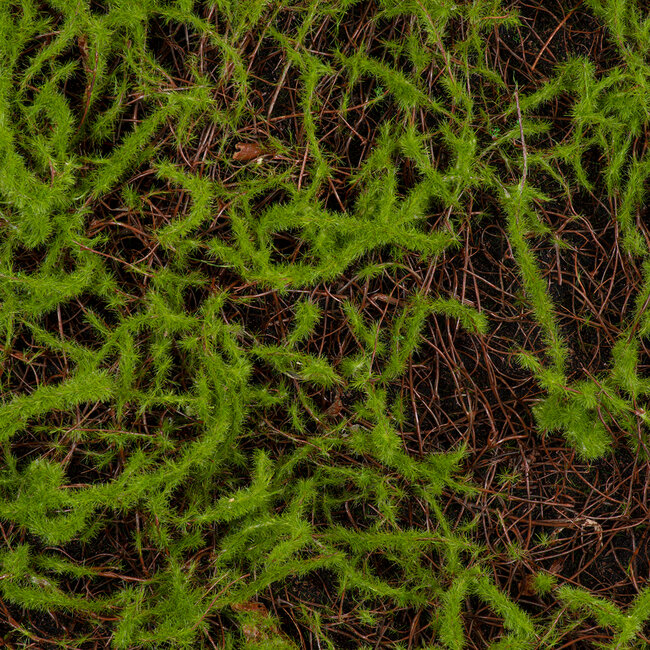 Artificial Garden BRYOPHYTA 20143 Τεχνητό Διακοσμητικό Πάνελ Φυλλωσιάς - Κάθετος Κήπος Βρύα Μ100 x Π100 x Υ5cm - 5