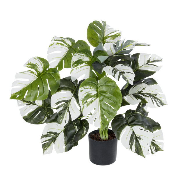 Artificial Garden ALBINO MONSTERA 20925 Διακοσμητικό Φυτό Λευκή Μονστέρα Υ75cm Artificial Garden ALBINO MONSTERA 20925 Διακοσμητικό Φυτό Λευκή Μονστέρα Υ75cm