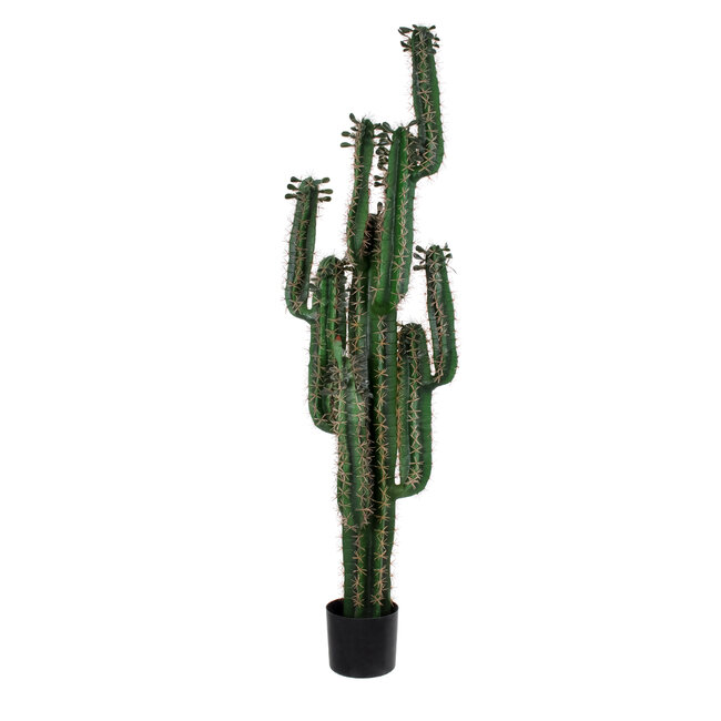 Artificial Garden MYRTILLOCACTUS 20128 Τεχνητό Διακοσμητικό Φυτό Μυρτιλλόκακτος Υ150cm