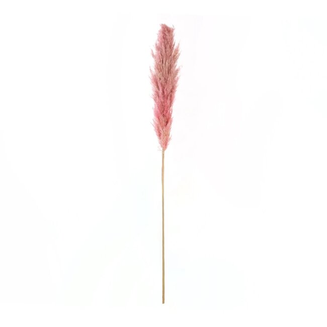 Artificial Garden PAMPAS GRASS 21218 Αποξηραμένο Διακοσμητικό Γρασίδι Πάμπας Μ10 x Π10 x Υ150cm
