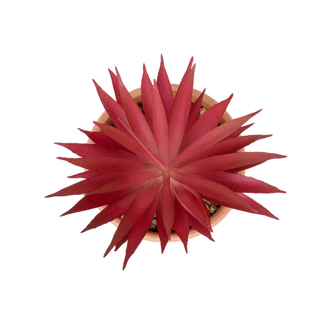 Artificial Garden AIR PLANT NEOPHYTUM POTTED PLANT 21042 Διακοσμητικό Φυτό Νεόφυτο Φ12 x Υ15cm - 3