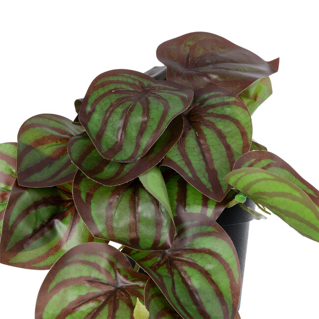 Artificial Garden BROWN PEPEROMIA PLANT 20952 Διακοσμητικό Φυτό Καφέ Πεπερόμια Φ23 x Υ16cm Artificial Garden BROWN PEPEROMIA PLANT 20952 Διακοσμητικό Φυτό Καφέ Πεπερόμια Φ23 x Υ16cm